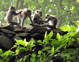 Affenwald bei Ubud