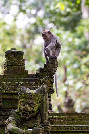 Affenwald, Ubud