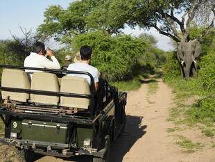 Safari im Krüger 