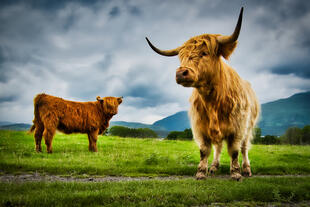 Hochlandkuh Schottland