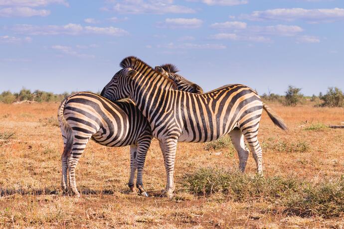 Zebras im Krüger Nationalpark