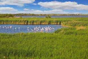 Flora und Fauna in Camargue