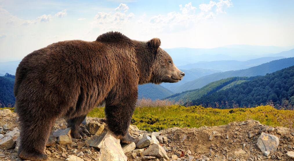 Großer Braunbär in den Bergen