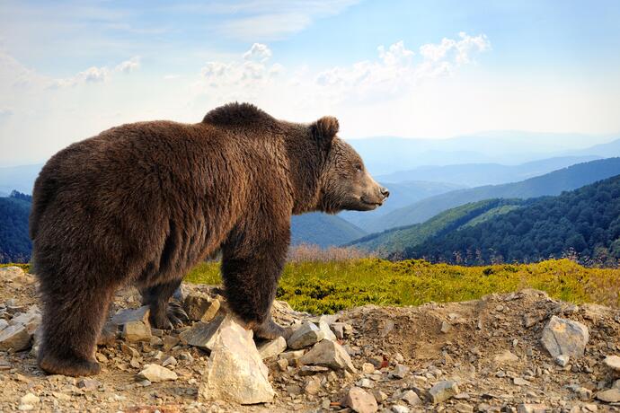 Großer Braunbär in den Bergen