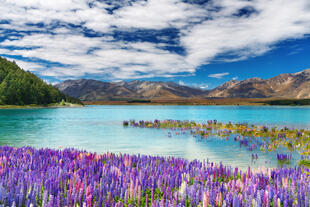 Lake Tekapo 