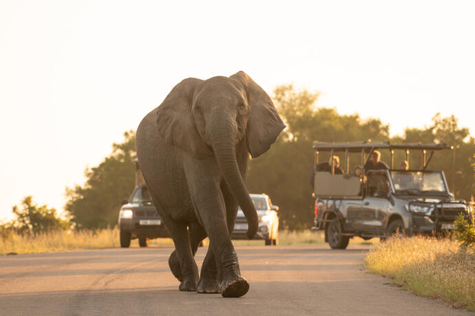 Morgensafari im Krüger NP