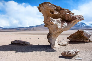 Arbol de Piedra