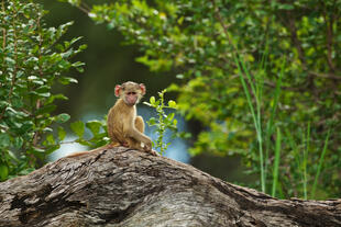 Baboon im Südluangwa-Nationalpark