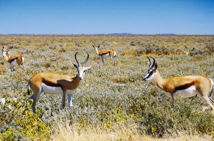 Etosha Nationalpark