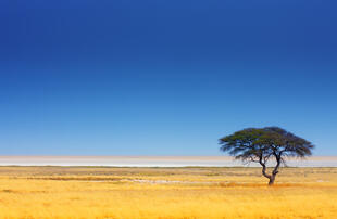 Etosha Nationalpark