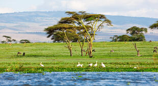 Lake Naivasha