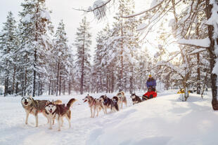 Schlittenfahrt mit Huskies