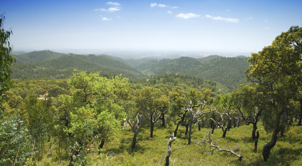 Korkeichenwald im Monchique Gebirge 