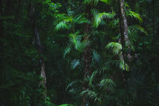 Tropen im Daintree Regenwald