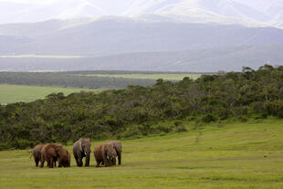 Addo Elephant Park