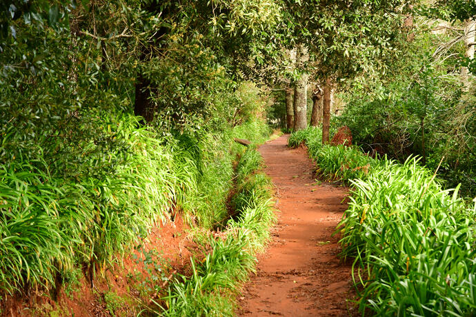 Levada da Serra do Failal