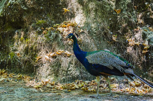 Pfau im Tal der Sieben Quellen