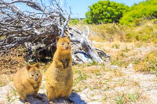 Quokkas auf Rottnest Island