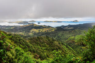 Grünes Coromandel 