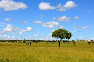 Masai Mara 