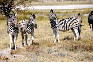 Zebras im Etosha Nationalpark