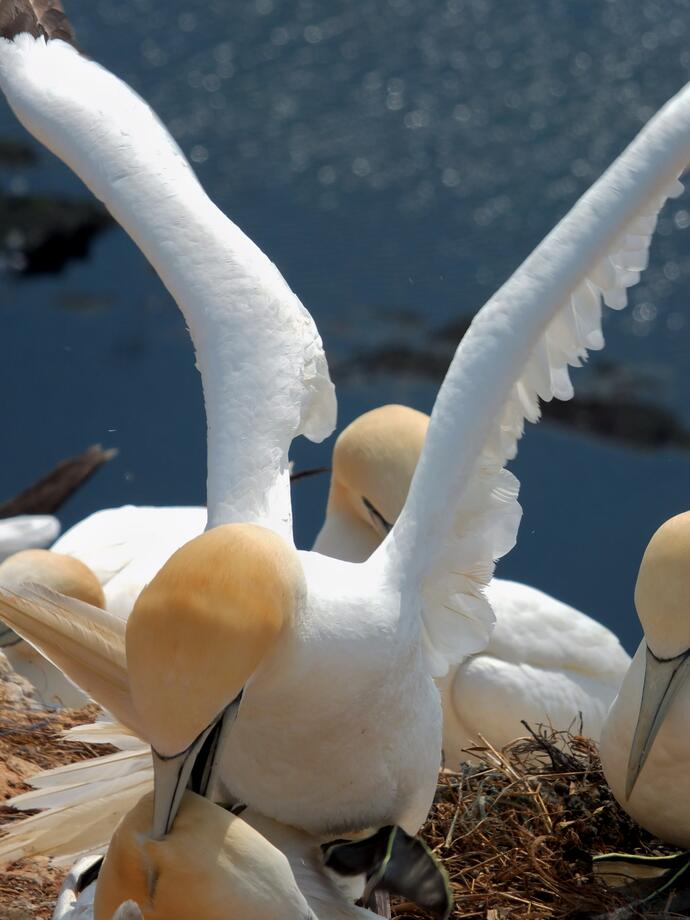 Basstölpel auf Helgoland