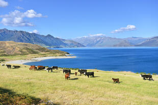 Kühe am Lake Hawea 