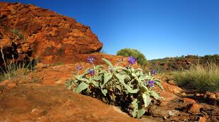 Vegetation im Watarrka National Park 