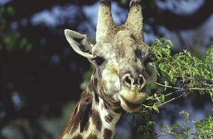 Giraffe im Chobe Nationalpark