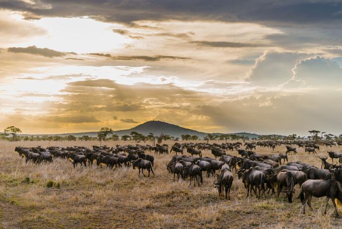 Serengeti Nationalpark