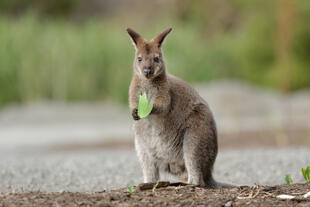 Wallaby