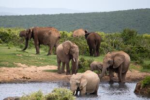 Addo Elephant Park