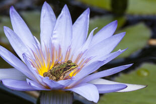 Frosch in Seerose