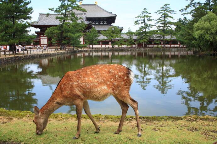 Nara Reh vor dem Todaiji Tempel