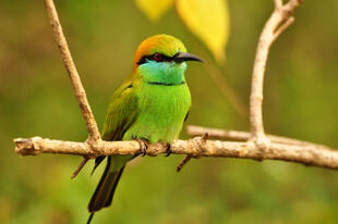 Vogelart im Nationalpark