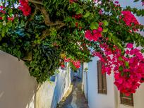 Blumen Gasse 