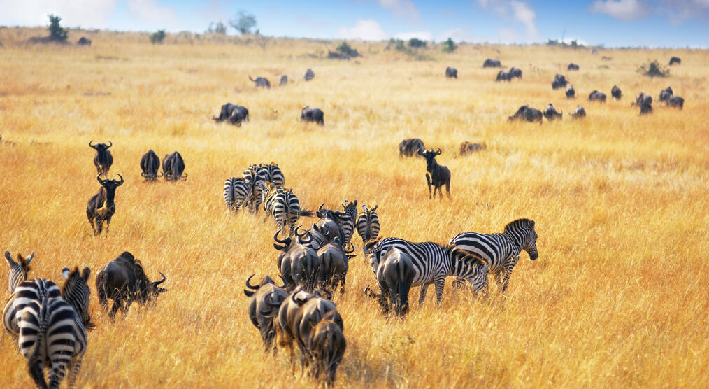 Masai Mara Landschaft