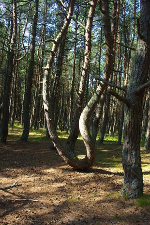 Tanzender Wald