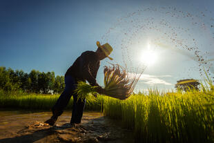 Vietnamesischer Farmer