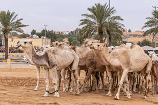 Kamelmarkt Ai Qassim 