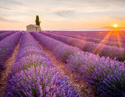 Lavendelblüte in der Provence bei Sonnenuntergang