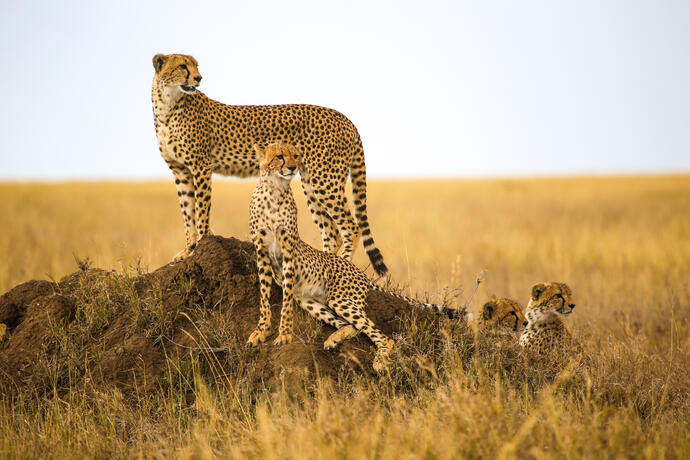 Leoparden auf einer Safari im Serengeti Nationalpark 