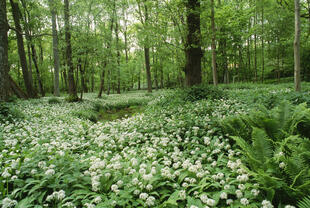 Wilder Lauch im Wald