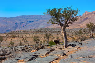 Jebel Shams