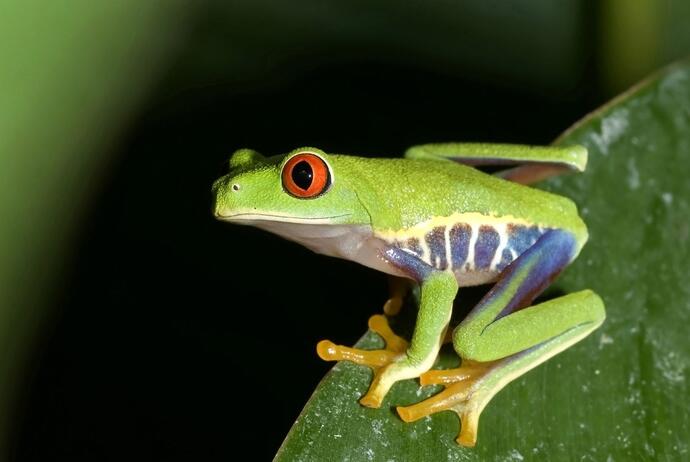 Rotaugenlaubfrosch