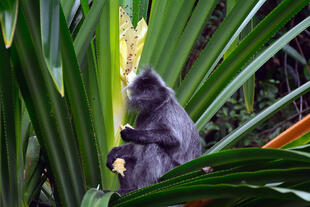 Silberner Haubenlangur 