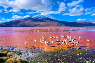 Flamingos in der Lagune