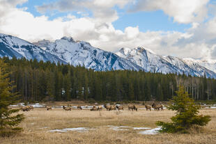 Wilde Elche im Banff National Park 