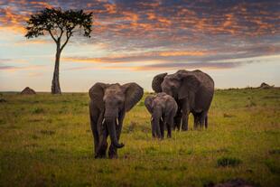 Blick auf eine Elefantenfamilie im Serengeti Nationalpark 