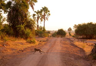 Liwonde Nationalpark